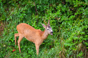 Young male roe deer (Capreolus capreolus), known as the roe, western roe deer or European roe is looking for apples