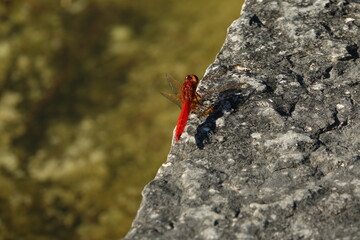 La Libellula si è posata sul muretto