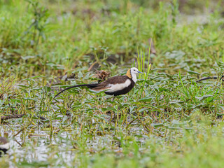 The pheasant-tailed jacana. Lily pads and other floating vegetation in swamps, shallow lakes, marshes, and lagoons are home to jacanas.