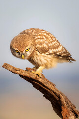 Little owl. Colorful nature background. Athene noctua.  