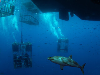 Cage diving with Great White sharks