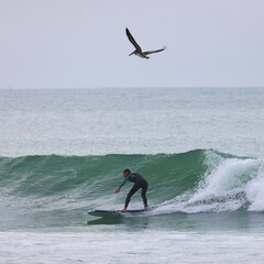 surfer in the waves, surfer with pelican flying above him 