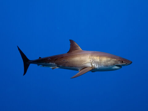 Great White Shark