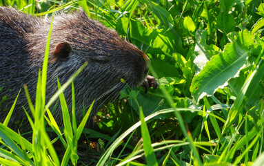 Myocastor coypus. Wild aquatic nutria coypu eats green grass on the shore of a swampy lake. Nutria...
