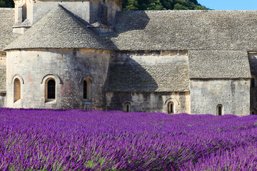 Cistercian Abbey of Senanque and blooming rows of lavender. Gordes, Vaucluse, Provence, France.