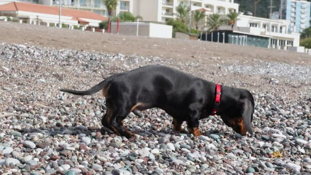 Mischievous hungry dachshund puppy is exploring and sniffing pebble beach looking for some garbage to eat. Dog is searching place to piss during walk.