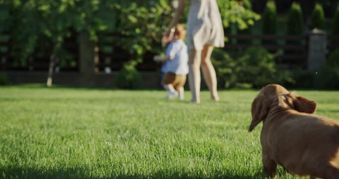 Adorable puppy chasing owners in yard