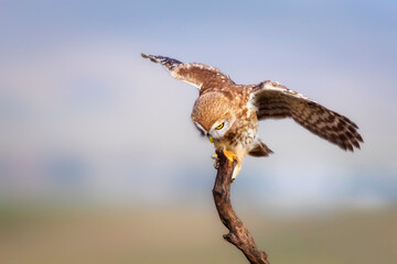 Little owl. Colorful nature background. Athene noctua.  