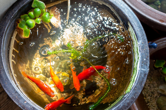 「睡蓮鉢」の画像 1,896 件の Stock 写真、ベクターおよびビデオ Adobe Stock