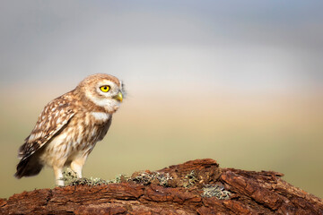 Little owl. Colorful nature background. Athene noctua.  