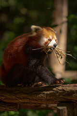 Fototapeta premium A red panda on a tree with twings in his mouth.