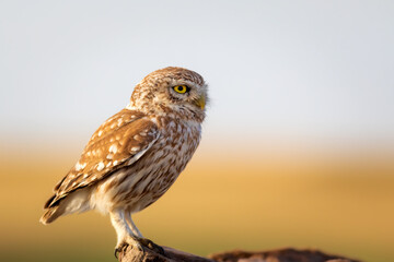 Little owl. Colorful nature background. Athene noctua.  