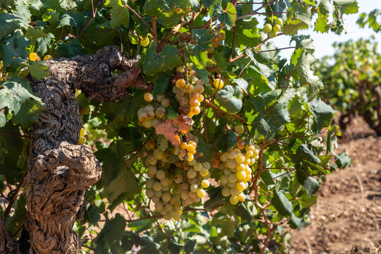 grapes on a vine, muscat de Rivesaltes