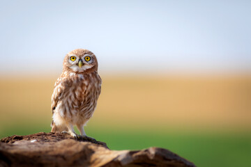 Little owl. Colorful nature background. Athene noctua.  