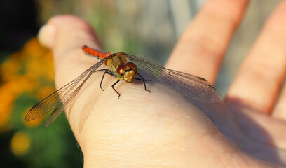 The dragonfly sits on the palm.
