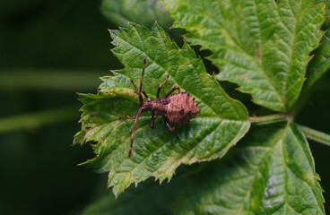 Wtyk straszyk młody