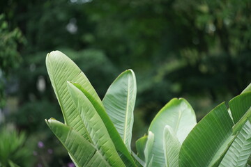 Bananen Staude mit grünen Blättern 