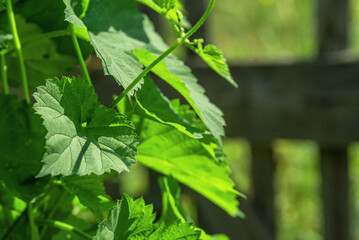 Wild nettle grass grows along the fence in summer.