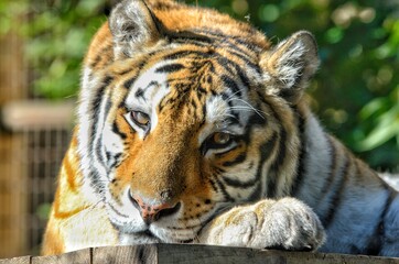 tiger in the wild