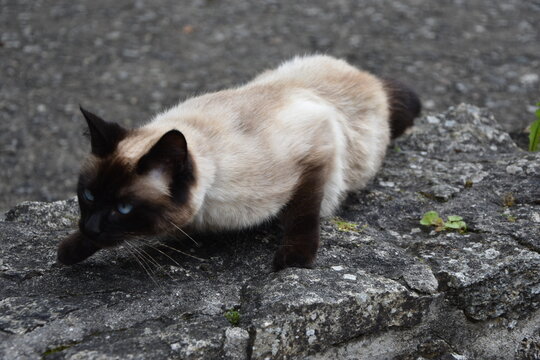 850 Best Siamois Images Stock Photos Vectors Adobe Stock