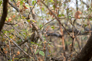 nature branches