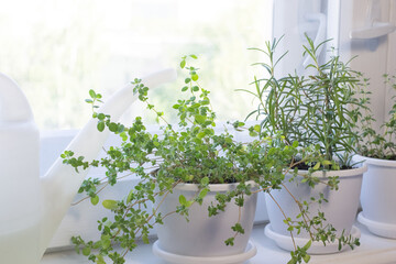 Growing of herbs on window sill