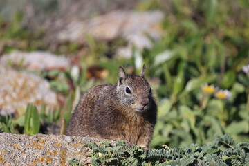 squirrel in the grass