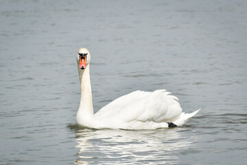 Fototapeta na wymiar The Mute Swan (Cygnus olor), a large white water bird, swims in the calm water of the lake.
