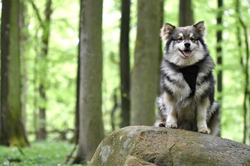 Portrait of a purebred Finnish Lapphund dog