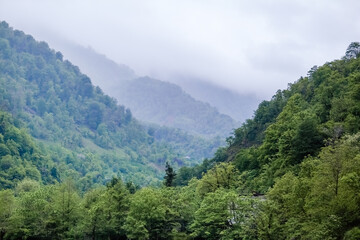 Fototapeta na wymiar Green misty hills and mountains of Georgia
