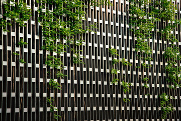 A metal wall along which plants climb. Architectural design solution in the garden.
