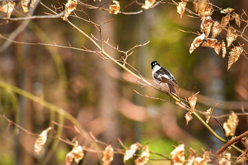 Collared flycatcher (Ficedula albicollis) - a small bird sitting on a tree branch.