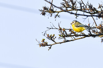 Eurasian blue tit (Cyanistes caeruleus) A small yellow-blue bird sitting on a tree branch.