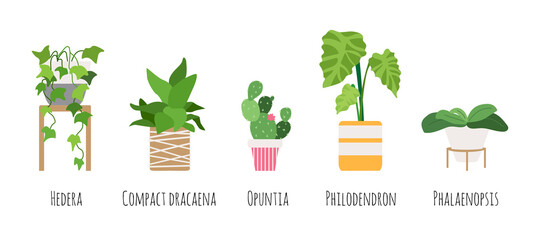 Indoor plants in pots. Urban garden vector collection. Trees in flat style. Phalaenopsis, philodendron, opuntia, dracaena, hedera. Elements for illustration or infographic in magazine, web-site.