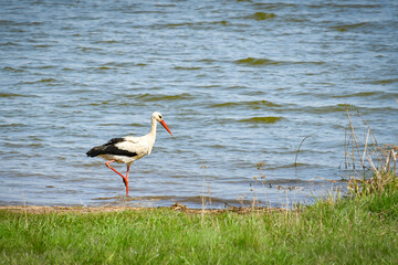 White Stork (Ciconia ciconia), a large wading bird stands at the edge of a lake.