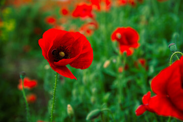A beautiful and bright field of red poppies. Floral landscape.