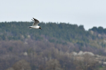 Black-headed gull (Chroicocephalus ridibundus) water bird, flies in the sky with spread wings, view from below.