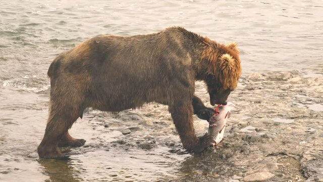 Brown Grizzly Bear in the wild eating a fresh caught Salmom