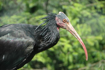 red stork
