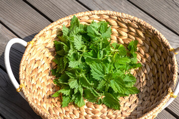 Basket with fresh harvested nettle plant leaves in the meadow. Healthy food, superfood, herb for health and beauty, skin care cosmetic, hair treatment