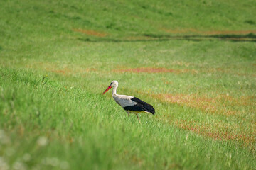 White Stork (Ciconia ciconia), a large wading bird walks on the green grass by the river.