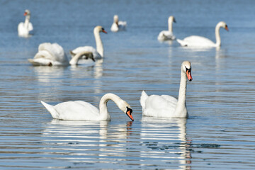Mute swan (Cygnus olor) large water bird, a small flock swims in the calm water of the lake and searches for food underwater.