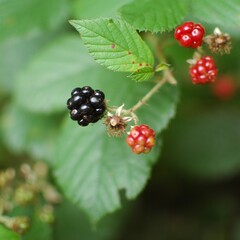 Fresh blackberries 