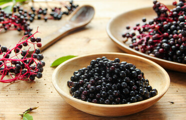 Schwarze Holunderbeeren sammeln ernte Beeren Fliederbeeren