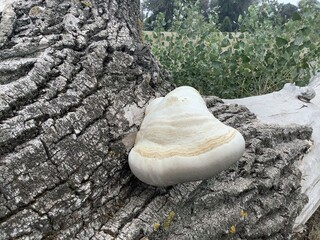 Laricifomes officinalis Agaricum officinale Boletus agaricum