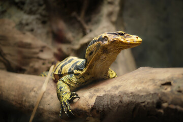 Close-up of Yellow-headed water monitor aka Cuming's water monitor or Mindanao Water Monitor...