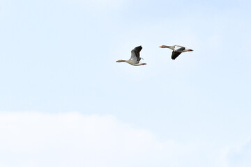 Greylag (Anser anser) a water bird that flies to another place in the sky.
