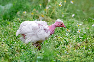 White chicken breed naked neck walks in the garden on the grass and looking for food