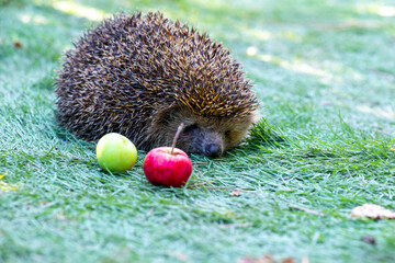hedgehog with apples in a green meadow