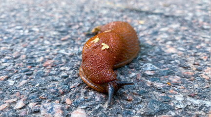 The Spanish slug is brown. Arion vulgaris in its natural environment, on cold stone, asphalt or granite. Breathes sideways and looks with antennae eyes